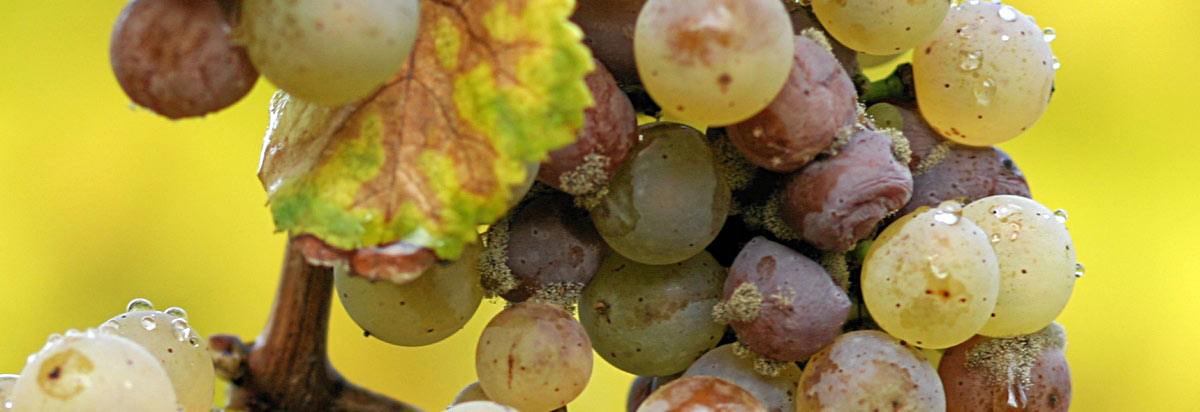 Botrytis cinerea sobre uvas Riesling